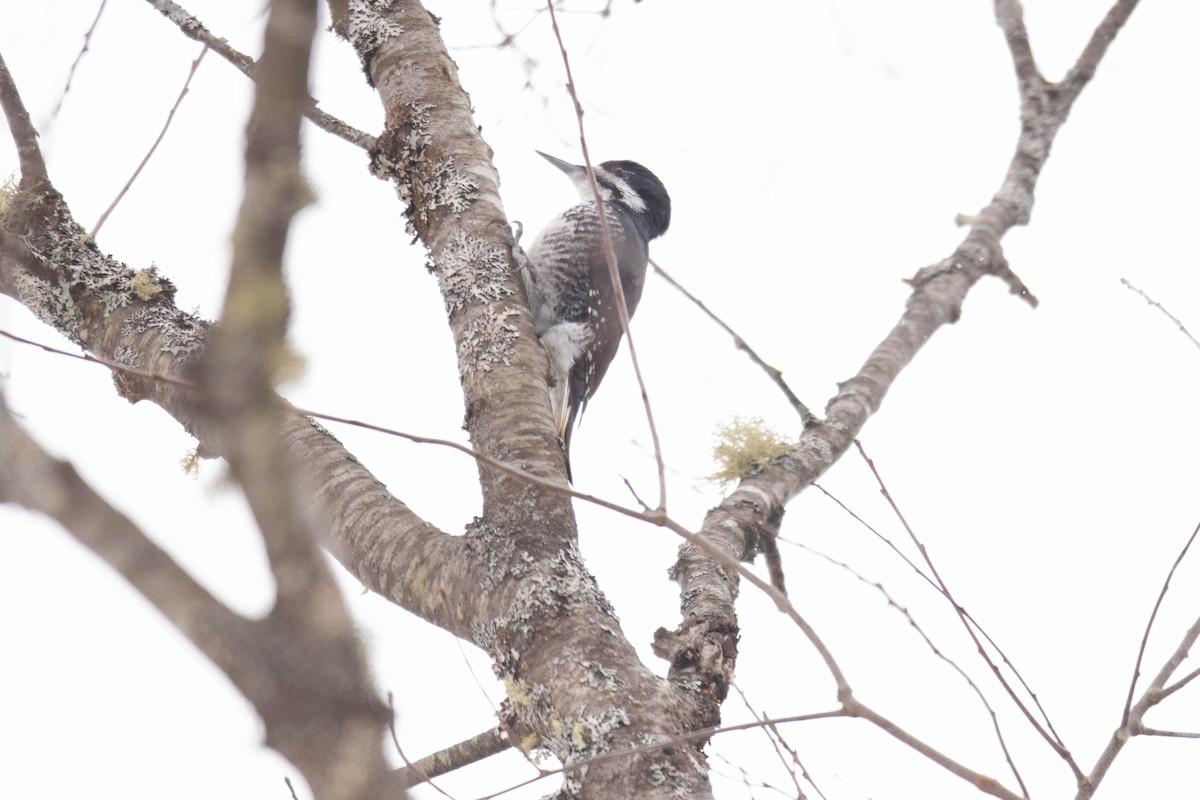 Black-backed Woodpecker - ML308194711