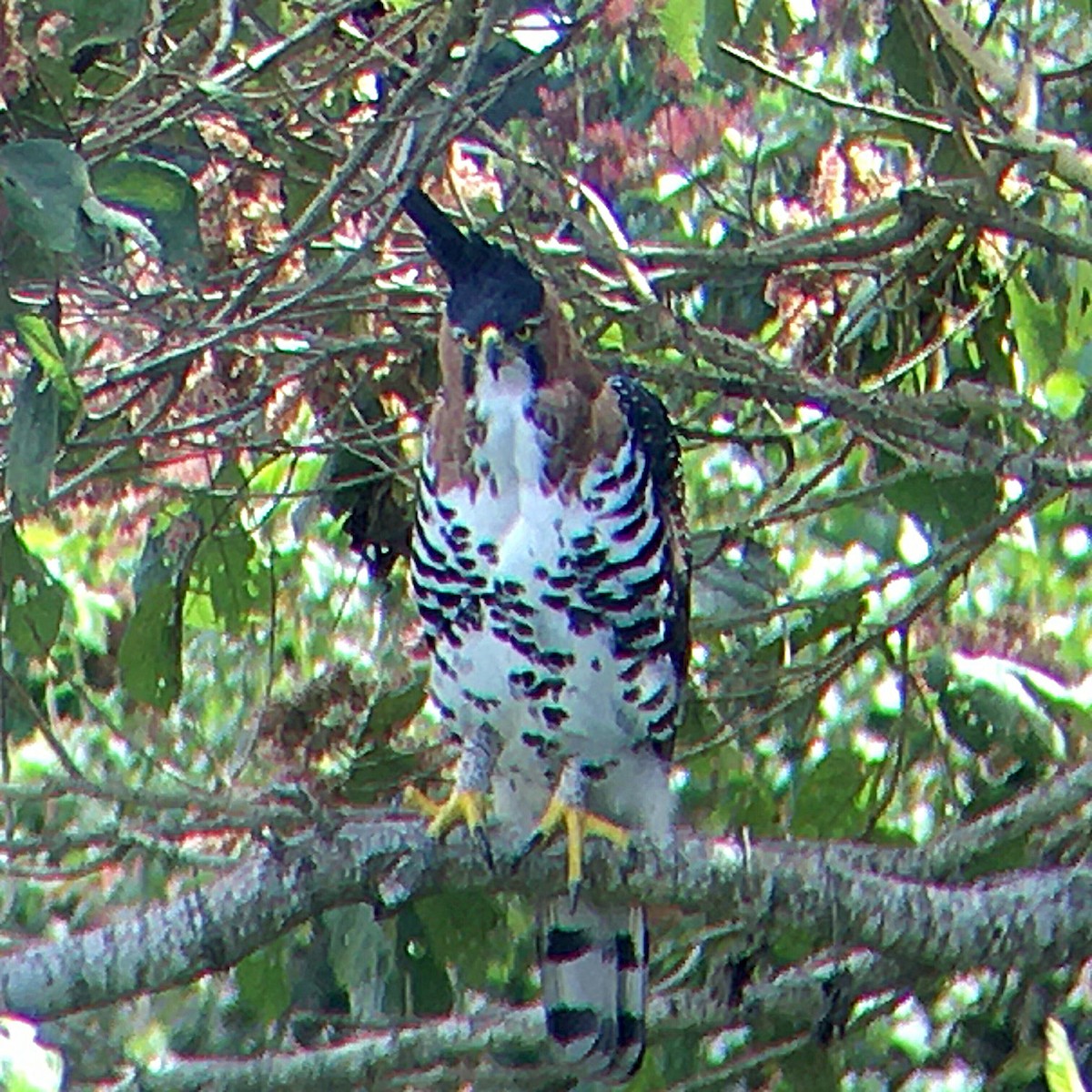 Ornate Hawk-Eagle - Carolina Guerrero