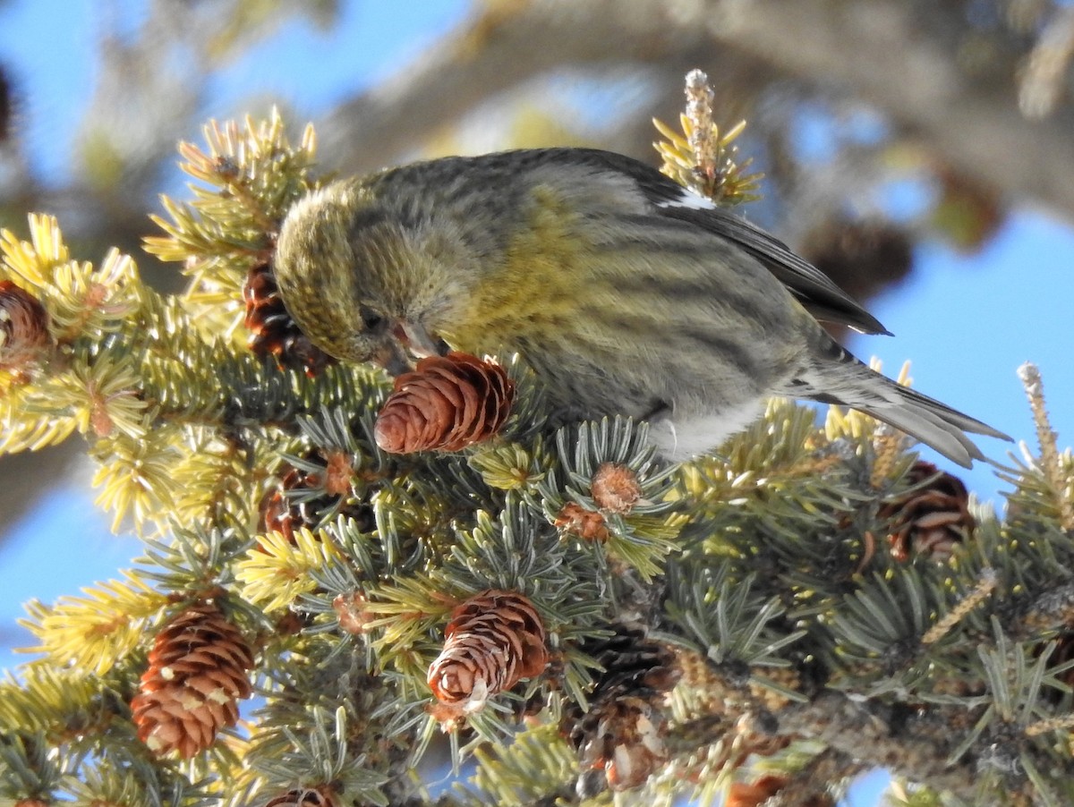 White-winged Crossbill - Pam Hawkes