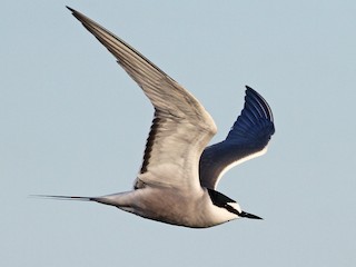 นกเต็มวัยในฤดูผสมพันธุ์ - Andrew Spencer - ML308216461