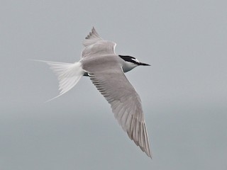  - Aleutian Tern