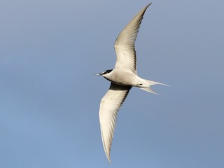 - Aleutian Tern