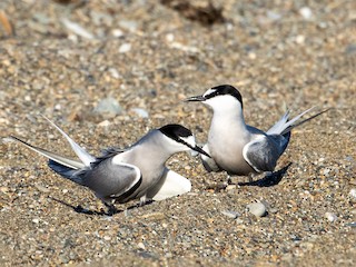  - Aleutian Tern