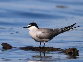  - Aleutian Tern