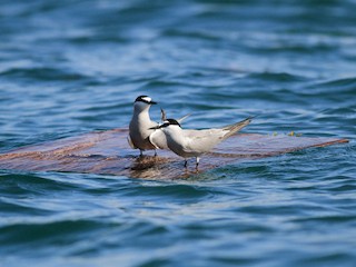  - Aleutian Tern
