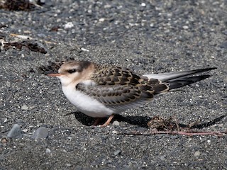  - Aleutian Tern