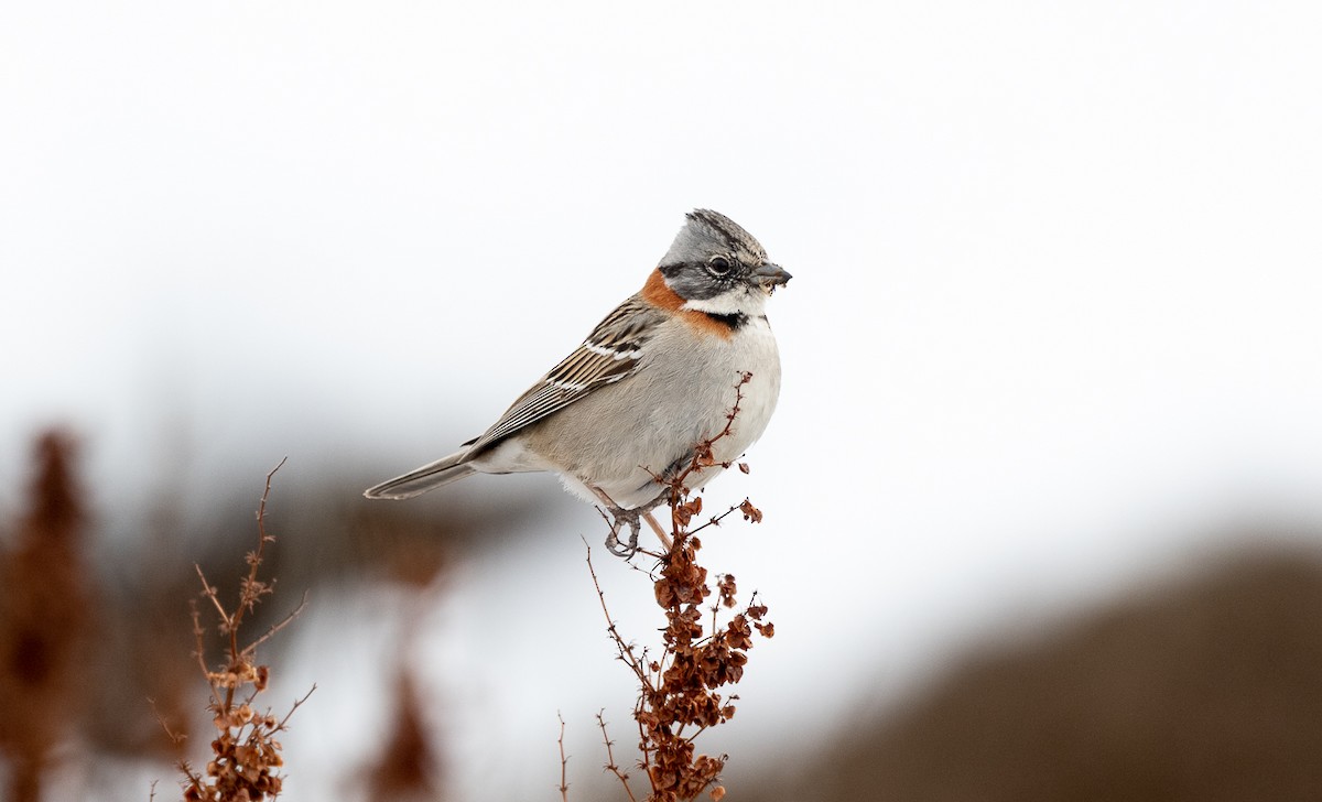 Rufous-collared Sparrow - Jorge Lopez Moreno