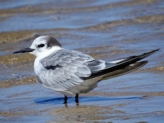  - Aleutian Tern