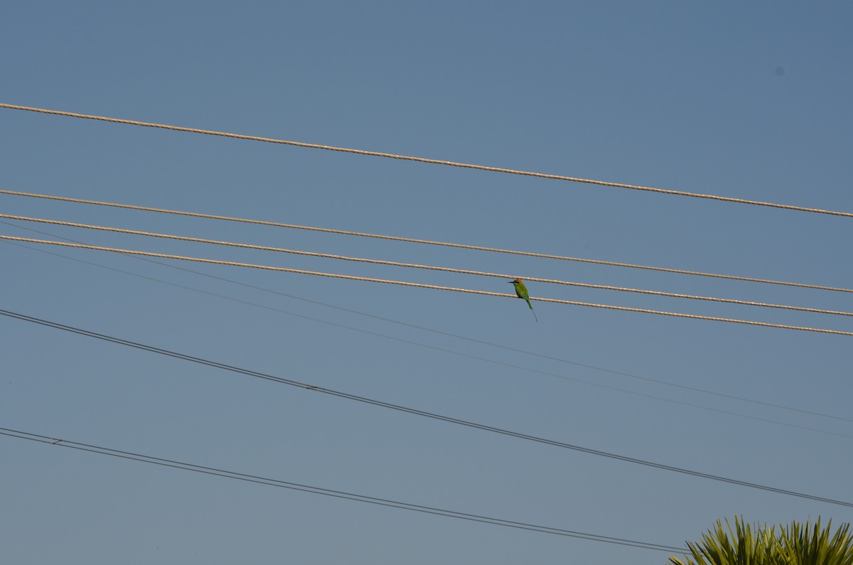 Asian Green Bee-eater - vaazhaikumar kumar