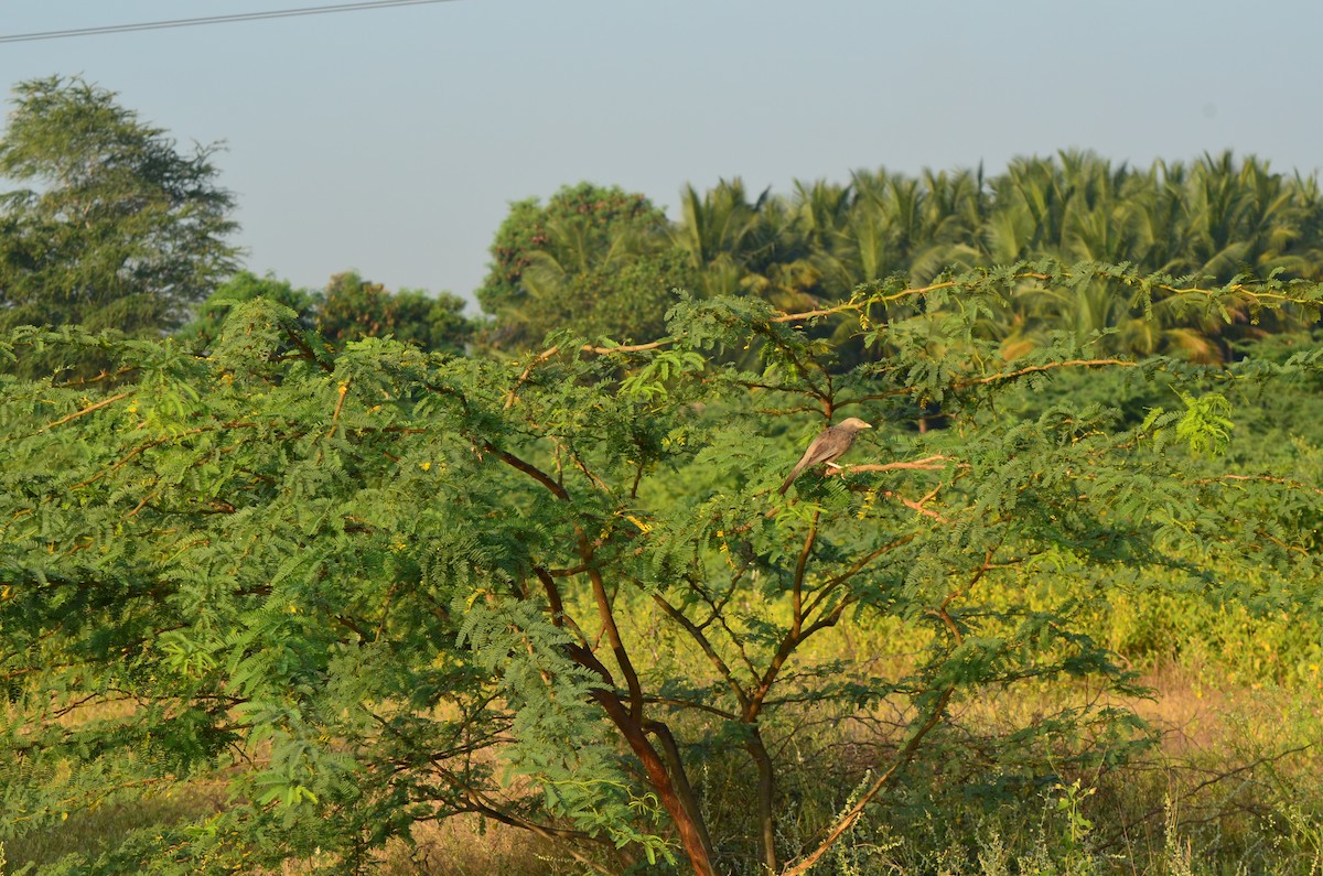 Yellow-billed Babbler - vaazhaikumar kumar