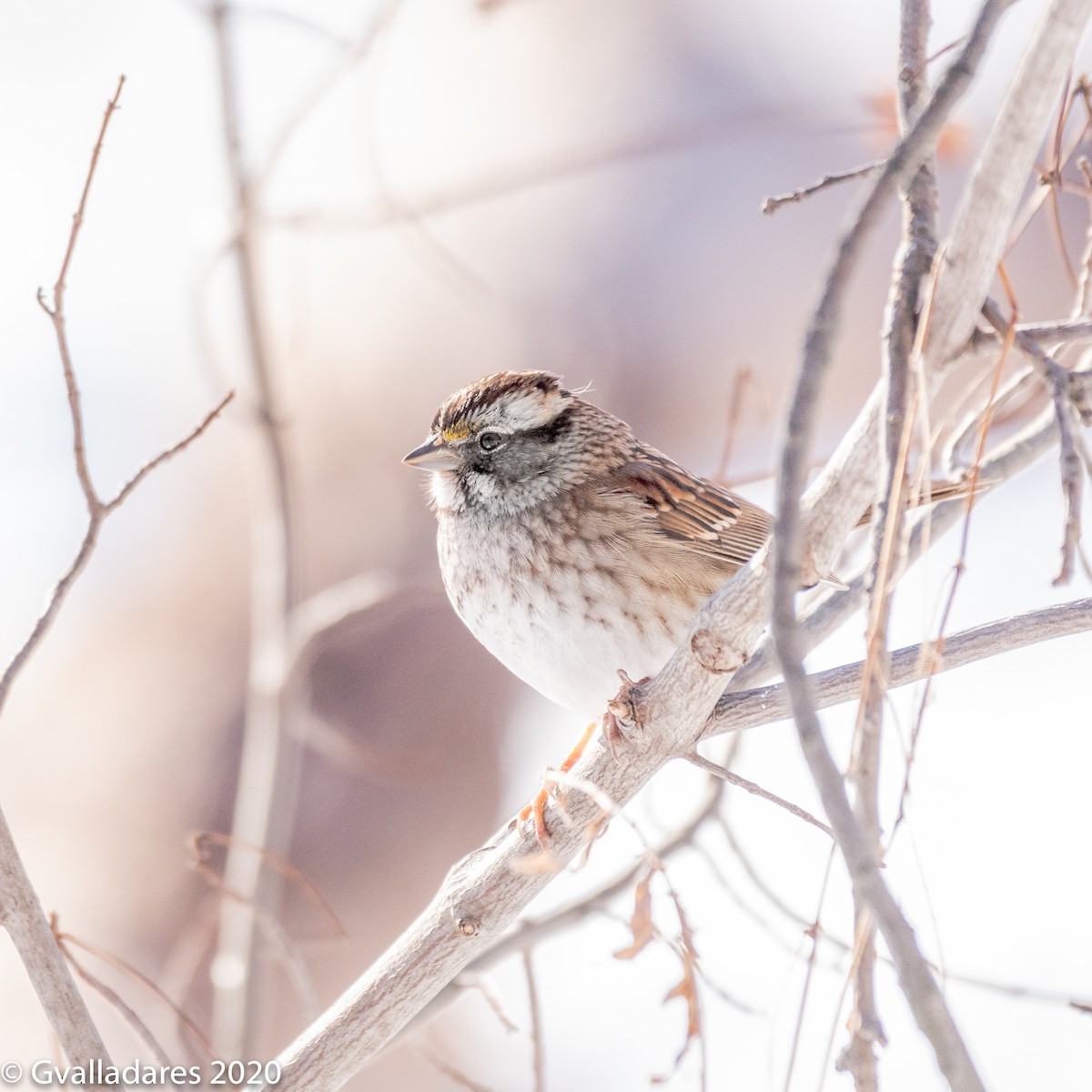 White-throated Sparrow - ML308239191