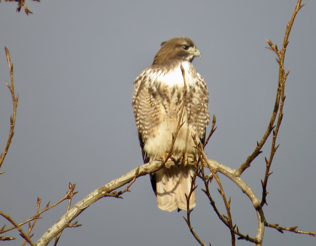 Red-tailed Hawk - ML308241911