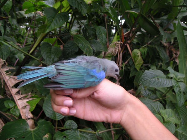 Blue-gray Tanager - ML30824221