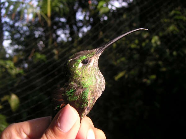 kolibřík fialovočelý - ML30824251