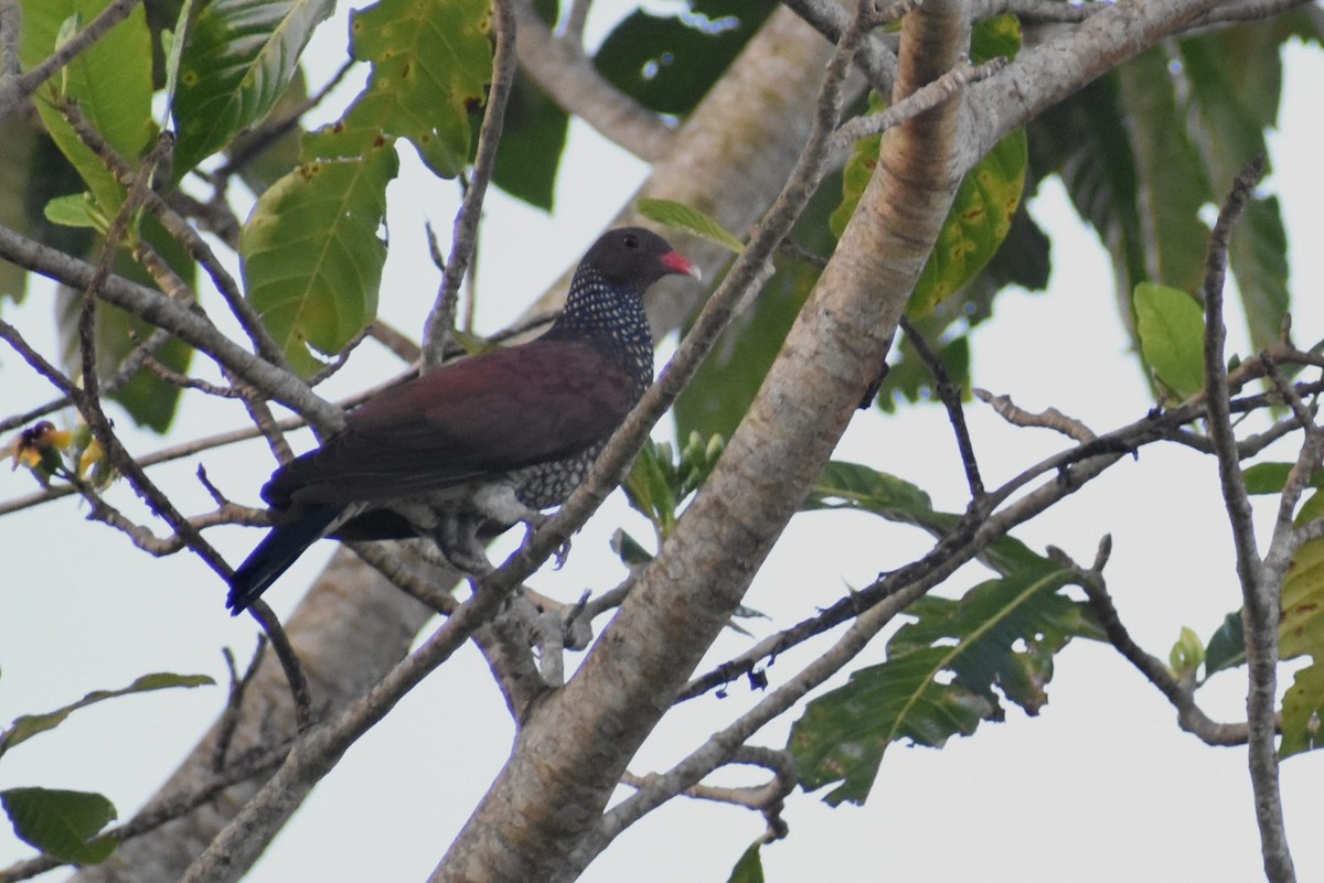 Scaled Pigeon - Tángaras Club de avistamiento de aves