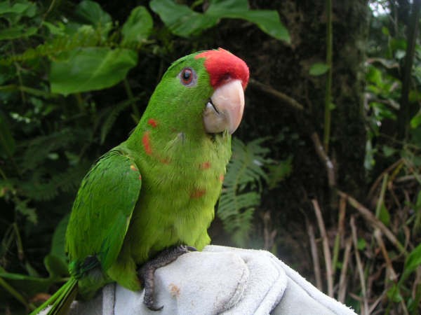 Scarlet-fronted Parakeet - Diana Flora Padron Novoa