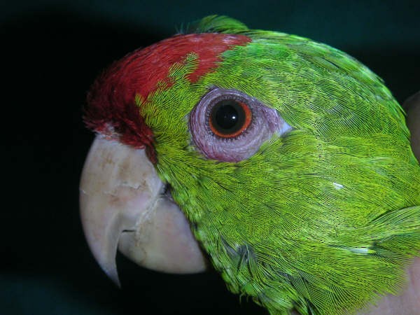 Scarlet-fronted Parakeet - ML30824321