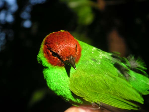 Bay-headed Tanager - ML30824341