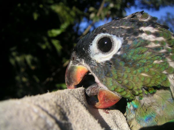 Red-billed Parrot - Diana Flora Padron Novoa
