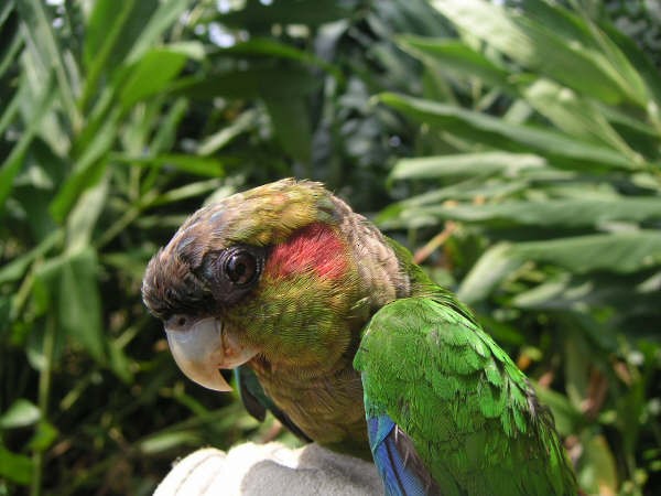 Red-eared Parakeet - ML30824391
