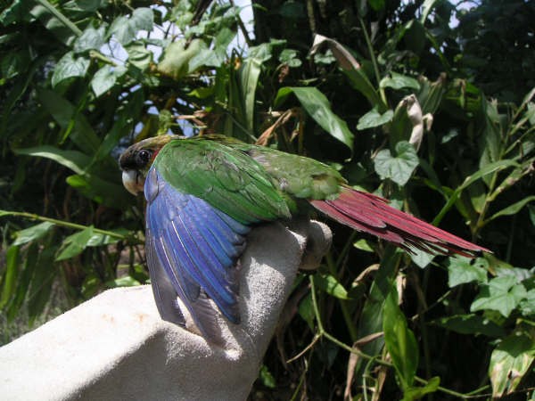 Red-eared Parakeet - Diana Flora Padron Novoa