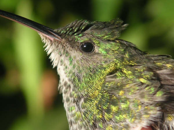 kolibřík modrobradý - ML30824431