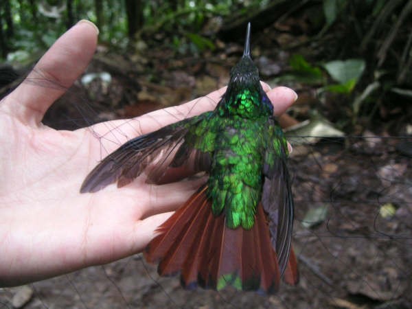 kolibřík azurovoprsý - ML30824601