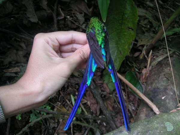 Long-tailed Sylph - Diana Flora Padron Novoa