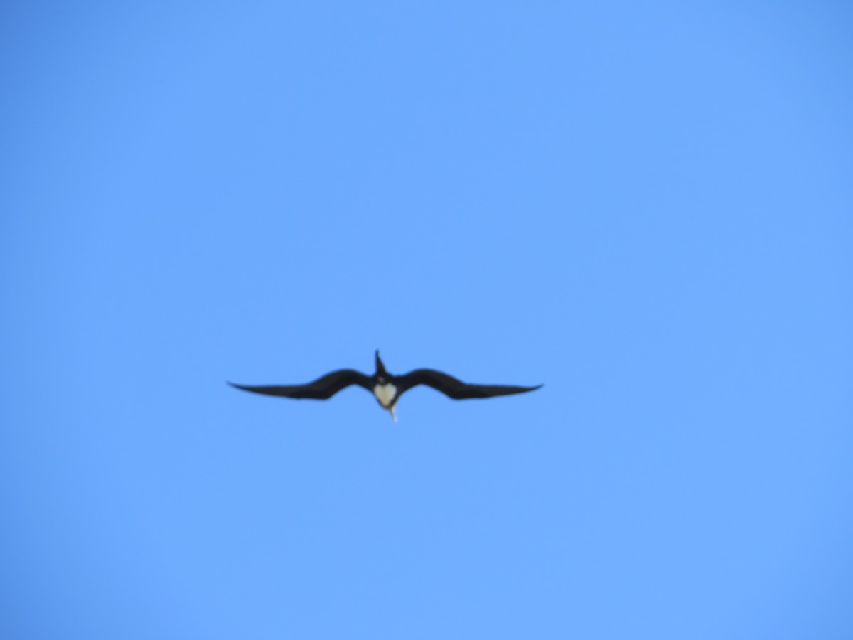 Great Frigatebird - Bob Rigter