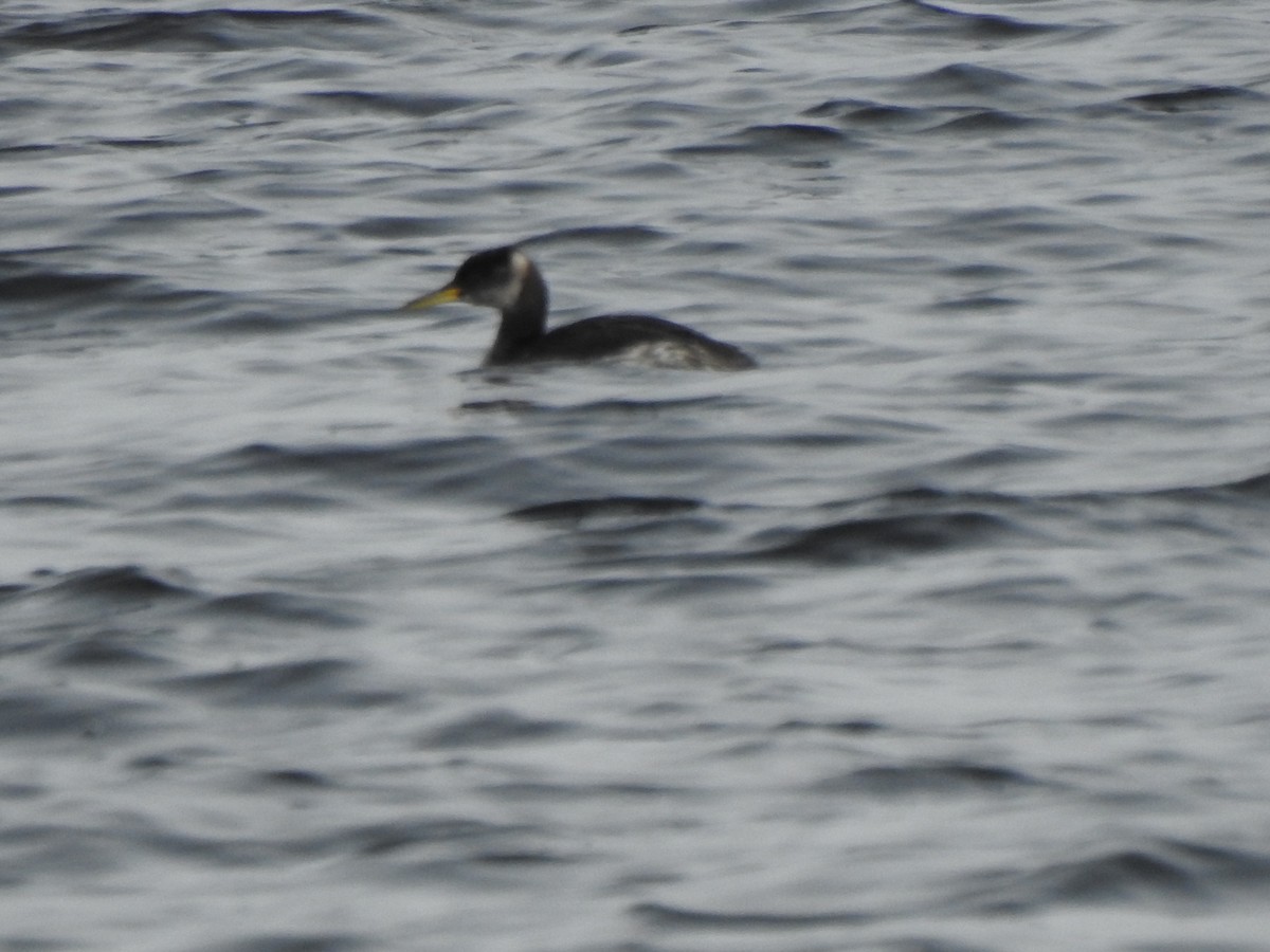 Red-necked Grebe - ML308253371