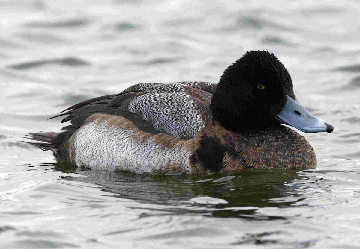 Greater/Lesser Scaup - Donna Evans