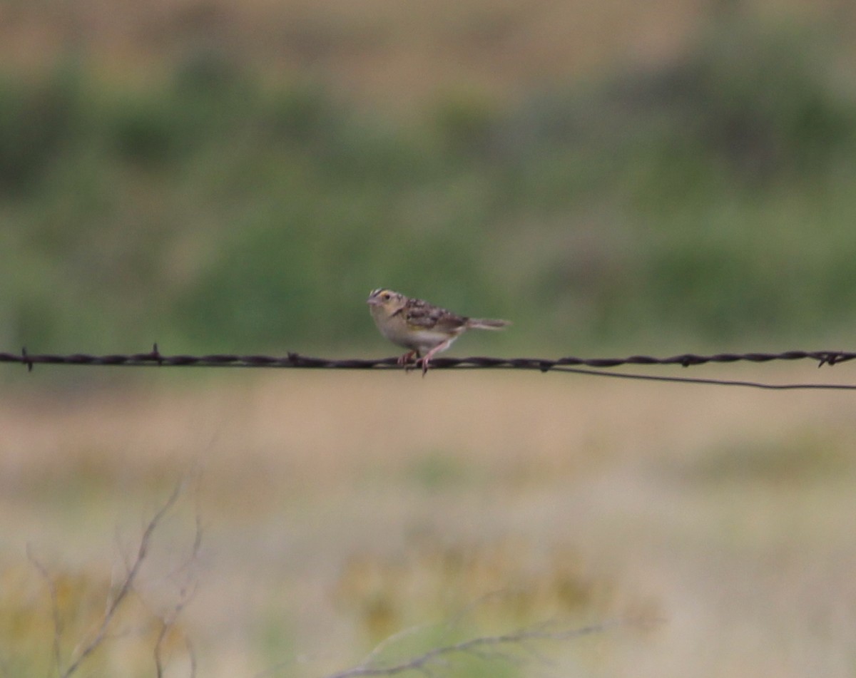 Grasshopper Sparrow - ML30826321