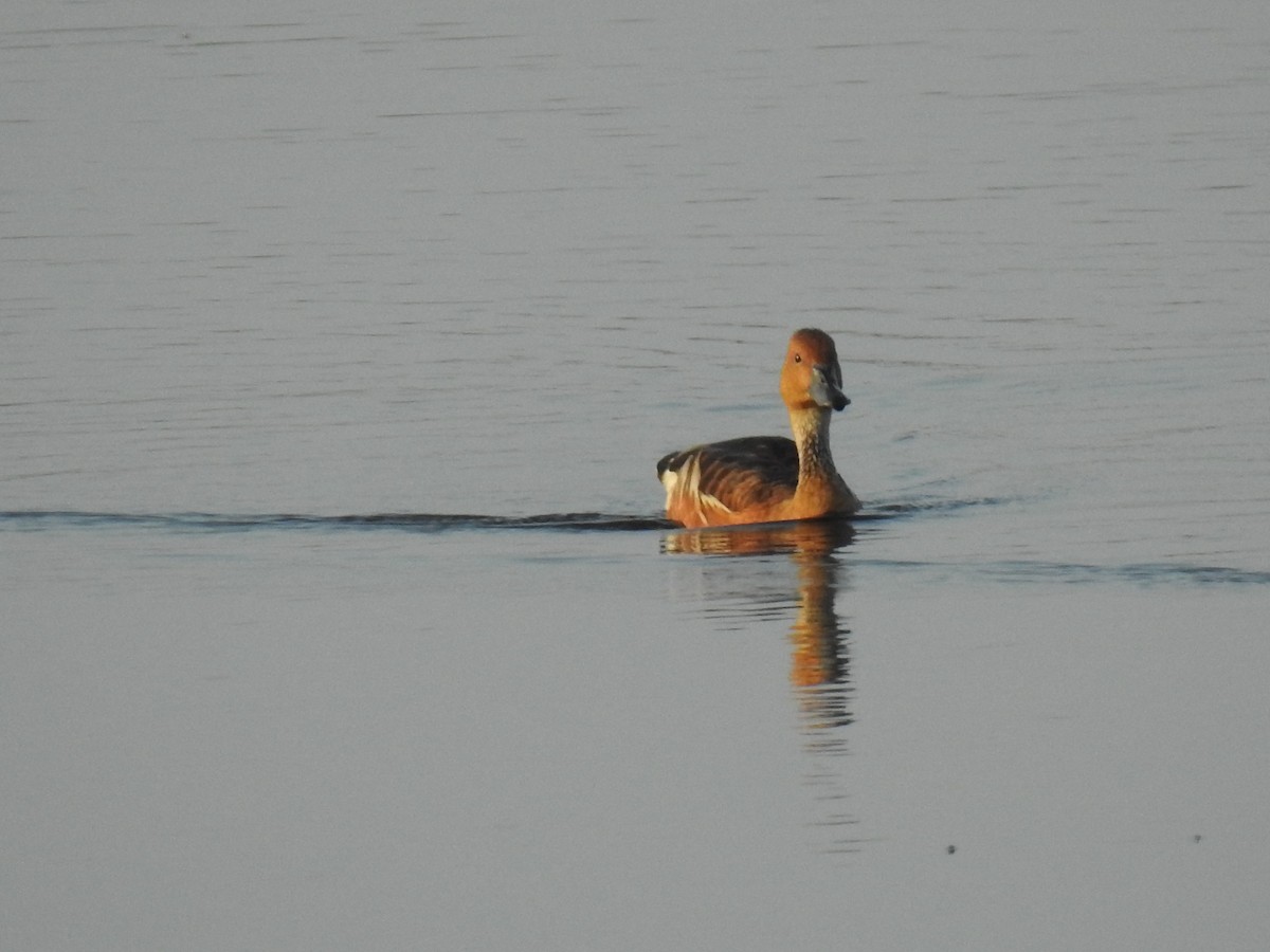 Fulvous Whistling-Duck - ML308266781
