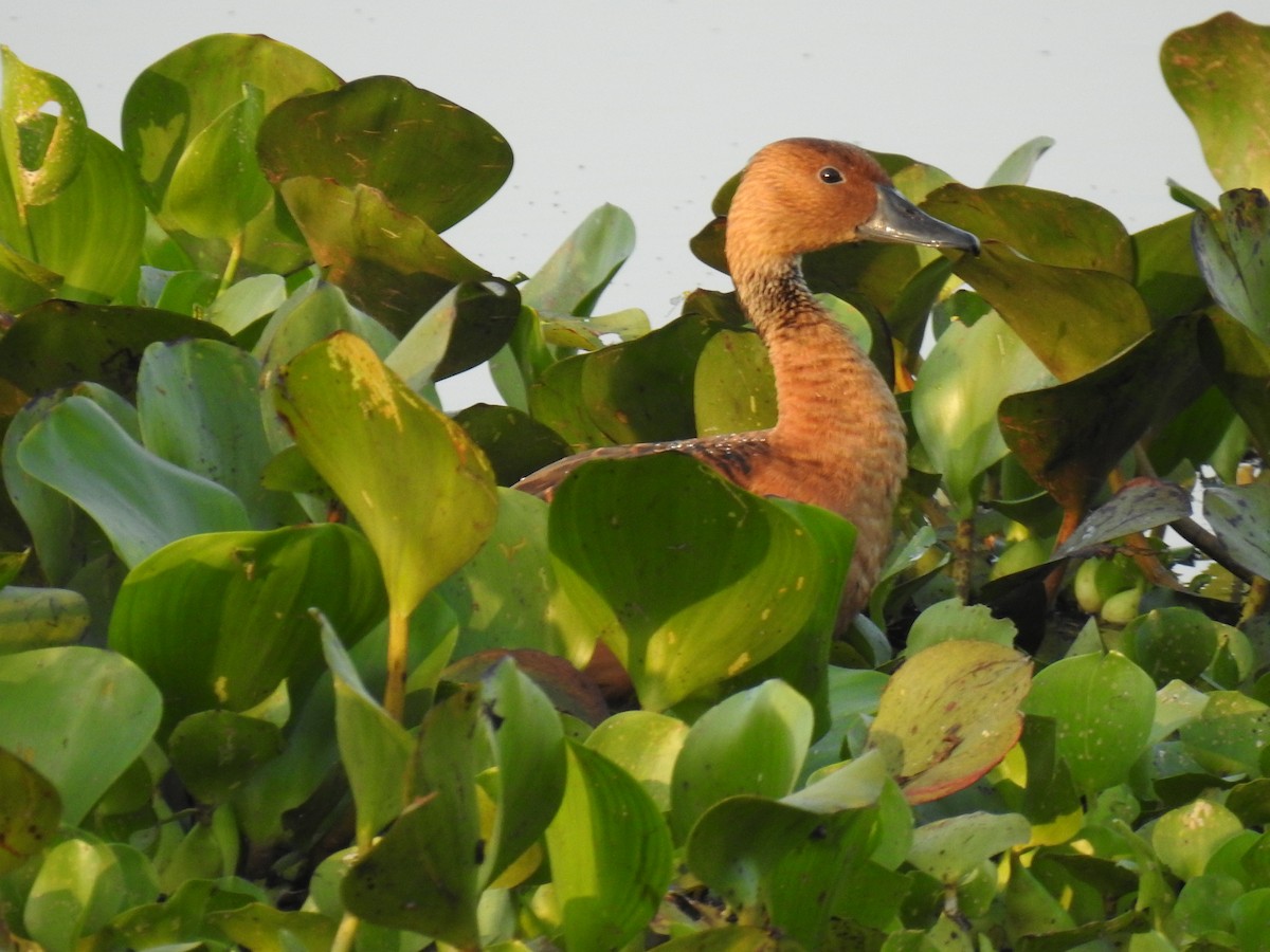 Fulvous Whistling-Duck - ML308266811