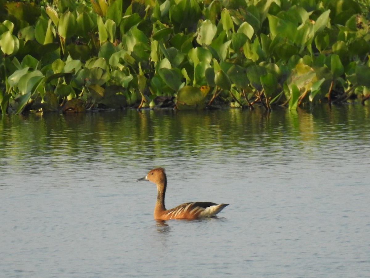 Fulvous Whistling-Duck - ML308266841
