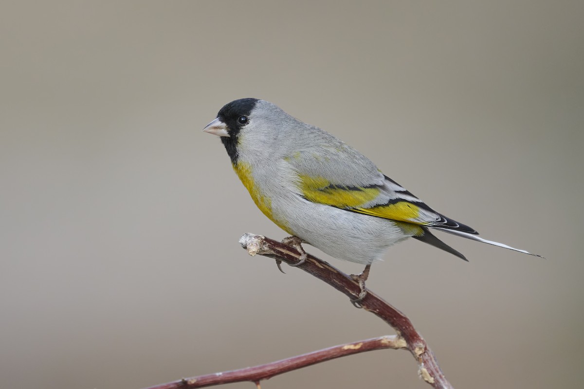 Lawrence's Goldfinch - ML308269401