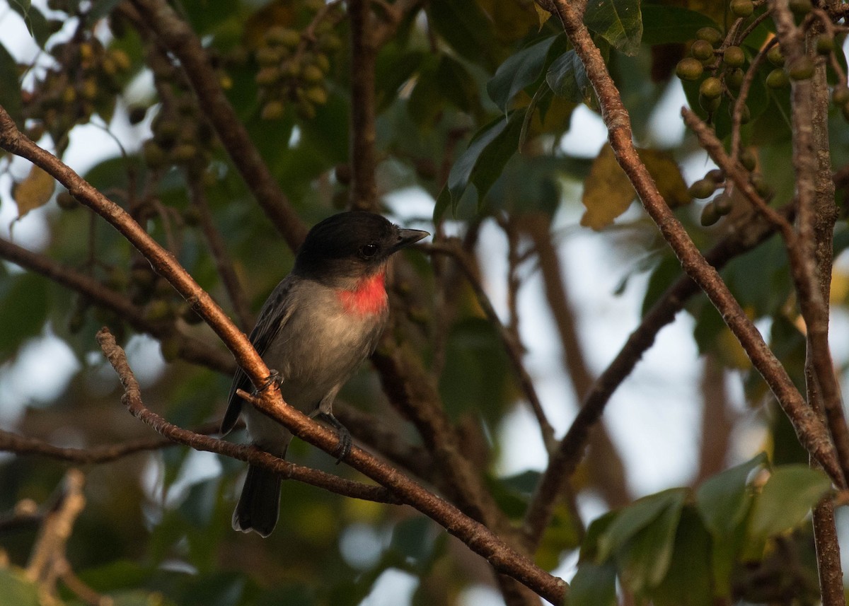 Rose-throated Becard - Joanne Dial