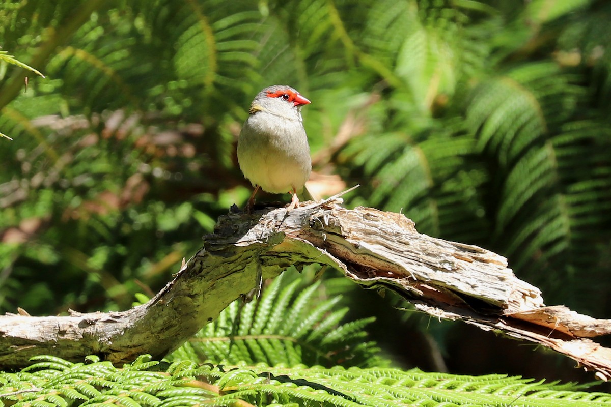 Red-browed Firetail - ML308276571