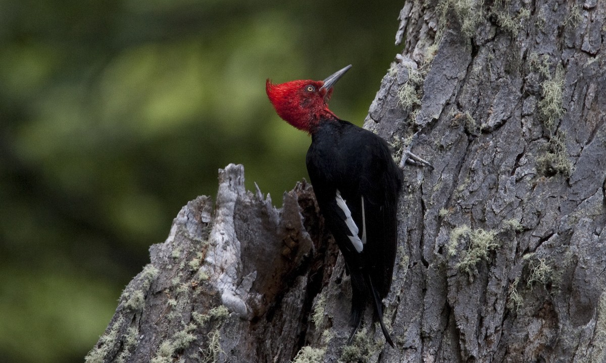 Magellanic Woodpecker - Brian Sullivan