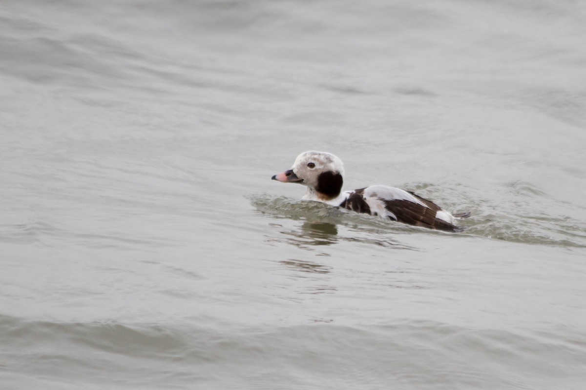 Long-tailed Duck - ML308285041