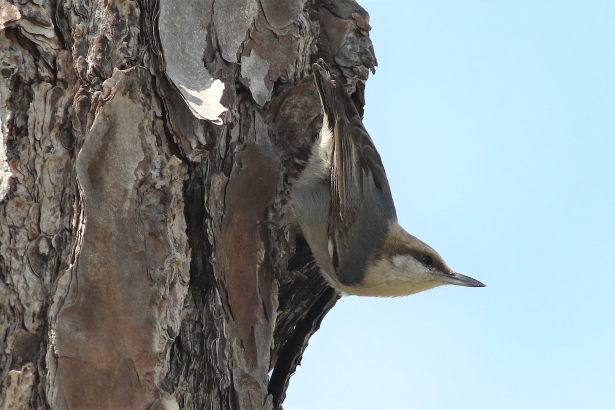 Brown-headed Nuthatch - ML308285191
