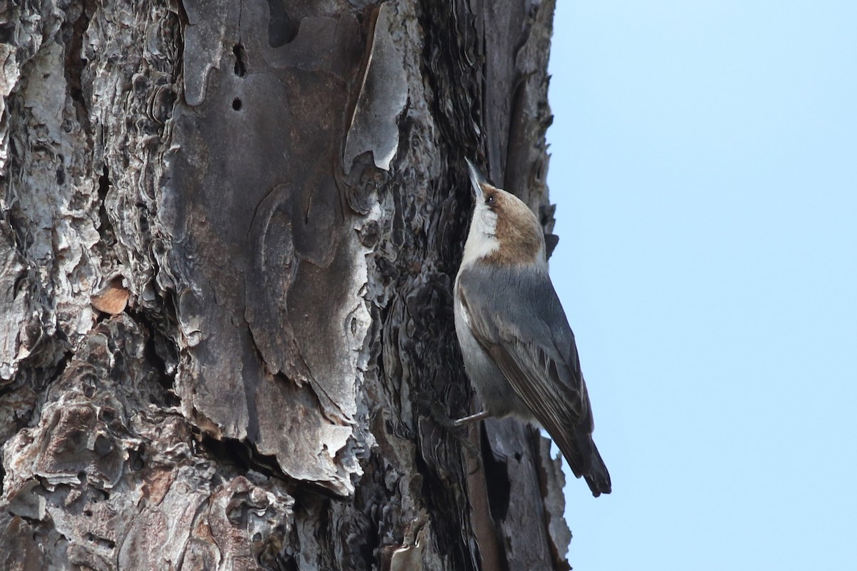 Brown-headed Nuthatch - ML308285231
