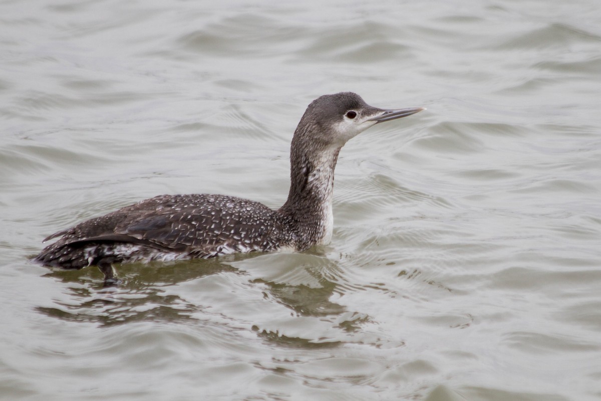 Red-throated Loon - ML308285271