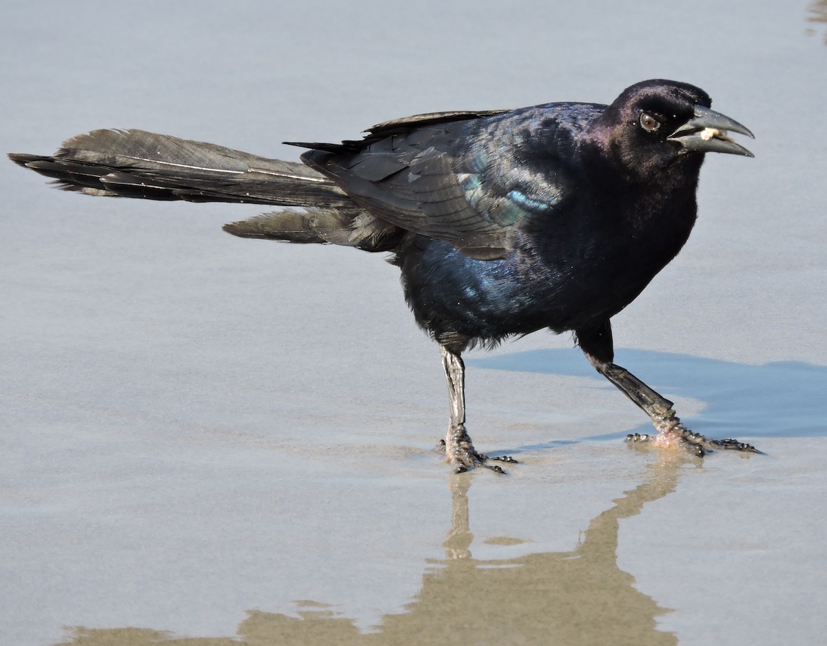 Boat-tailed Grackle - ML30828541