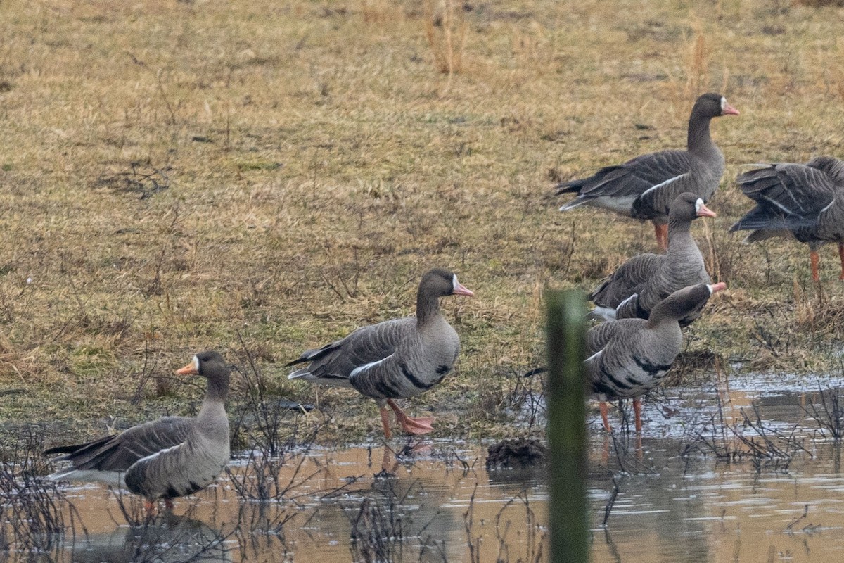 eBird Checklist 15 Feb 2021 New River Valley Fairgrounds 13 species