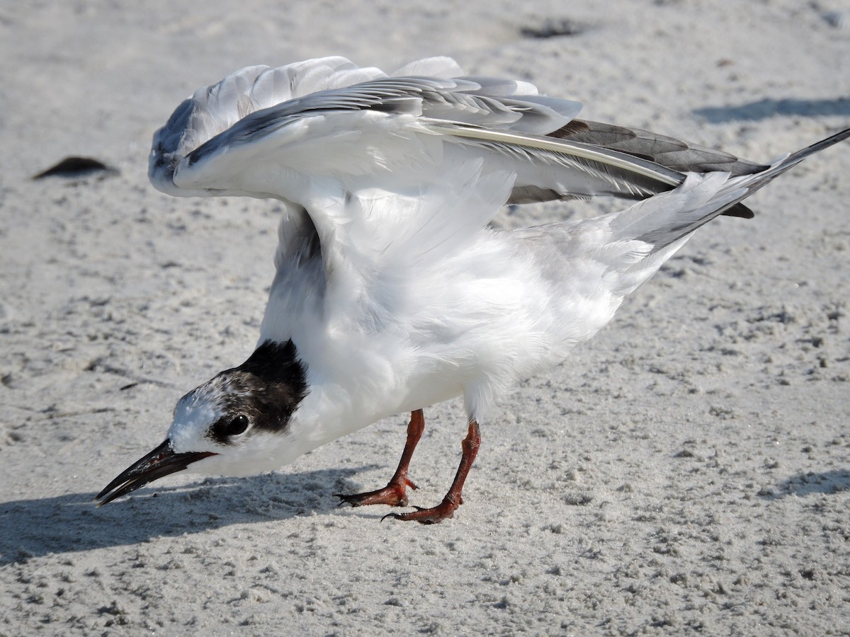 Common Tern - S. K.  Jones