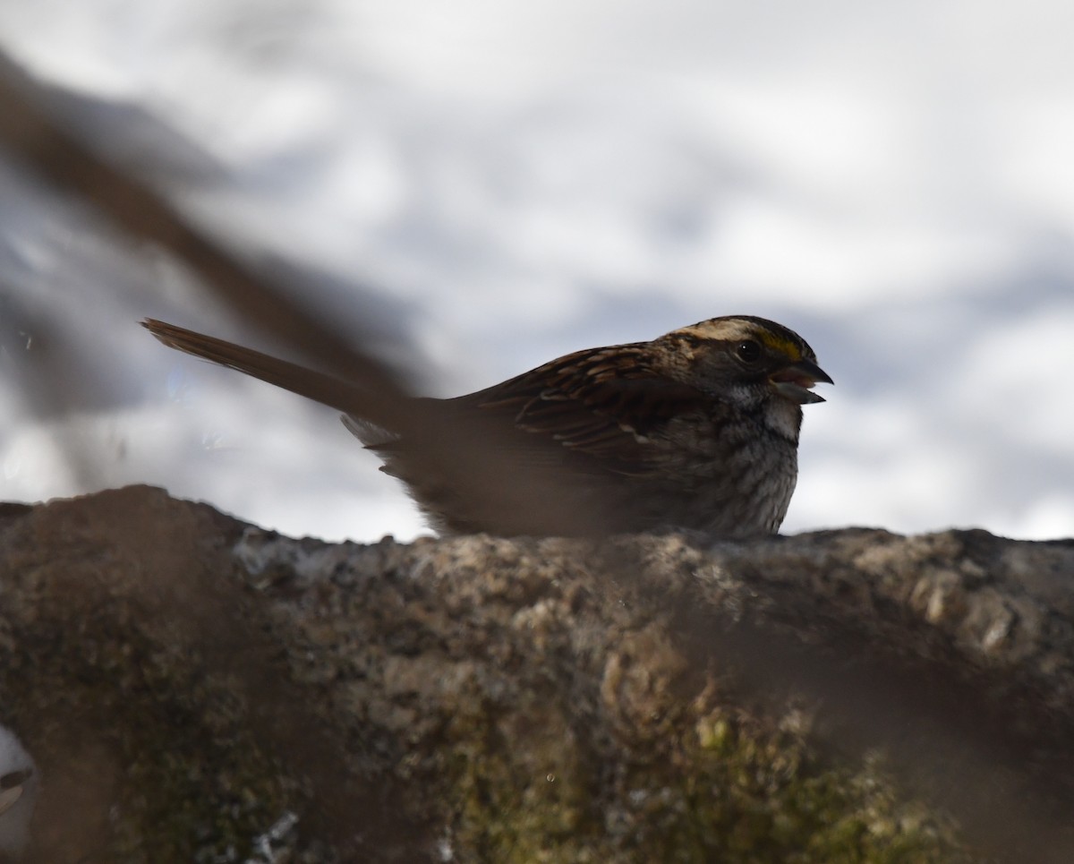 White-throated Sparrow - David Chernack
