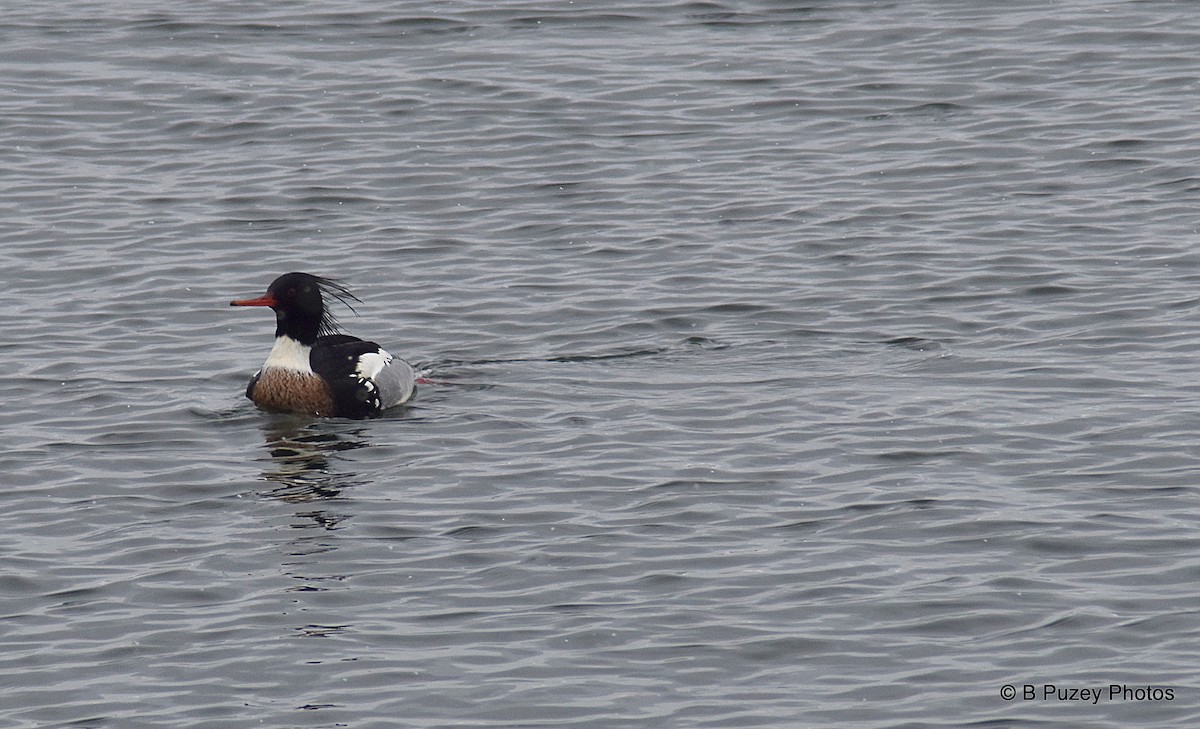 Red-breasted Merganser - Todd Brown