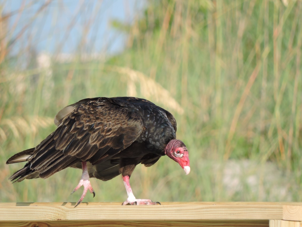 Turkey Vulture - ML30829351