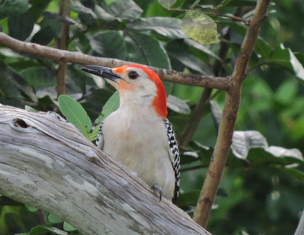Red-bellied Woodpecker - ML30829501
